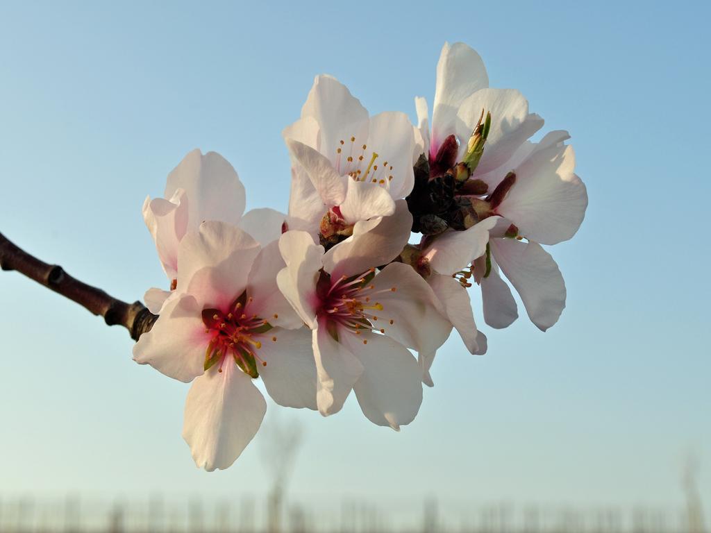 Hofgarten Rosa Ilbesheim bei Landau in der Pfalz Экстерьер фото